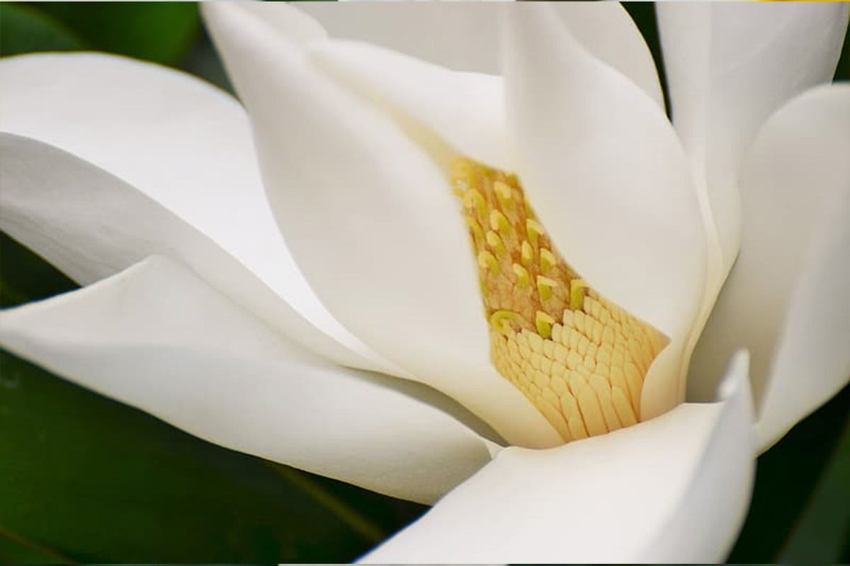 Madurai Jasmine & Mogra Madurai Jasmine & Mogra